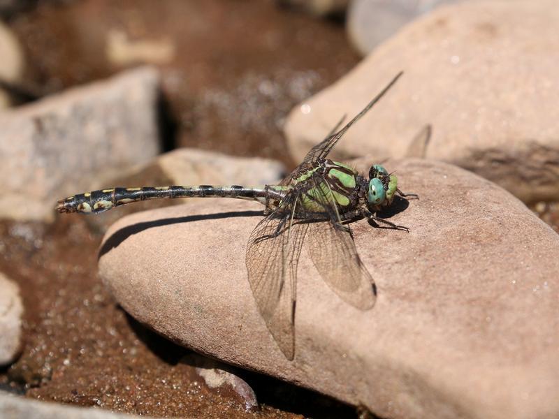 Photo of Riffle Snaketail