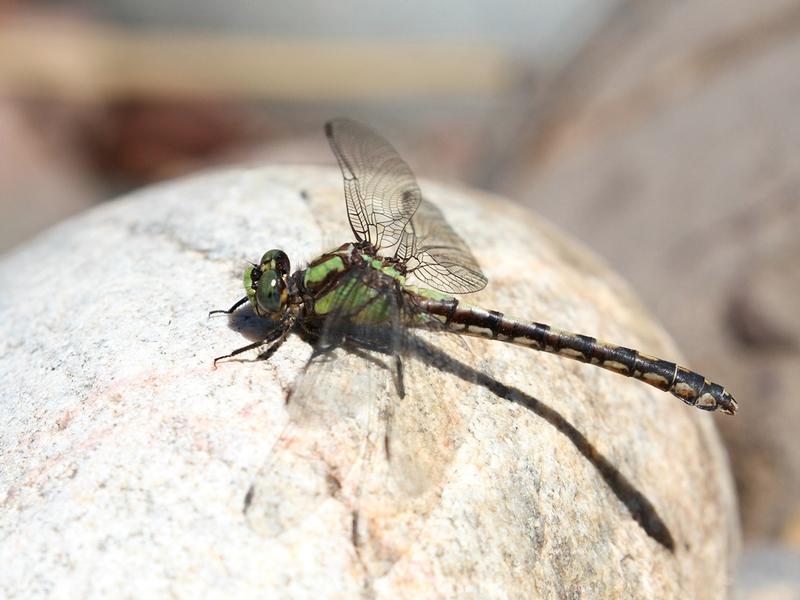 Photo of Riffle Snaketail