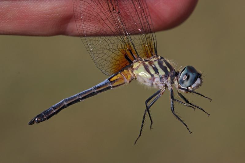 Photo of Blue Dasher