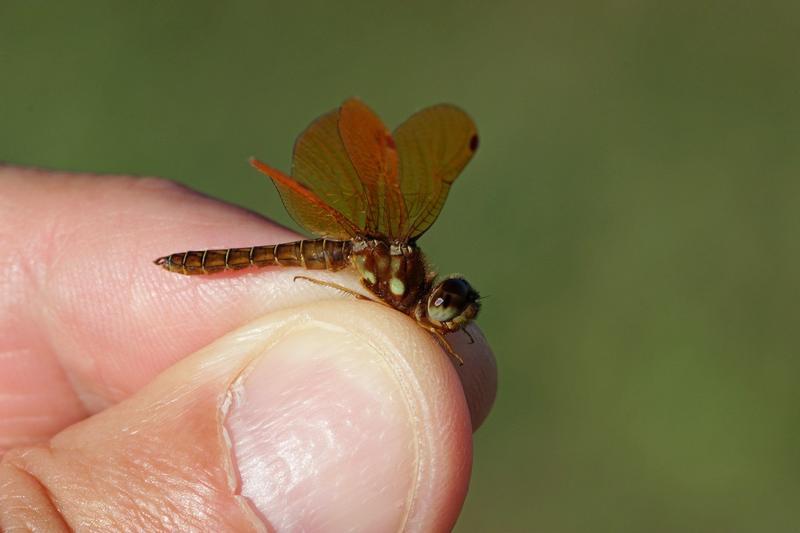 Photo of Eastern Amberwing