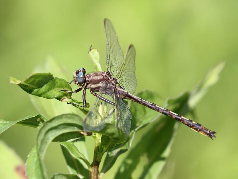 Photo of Dusky Clubtail