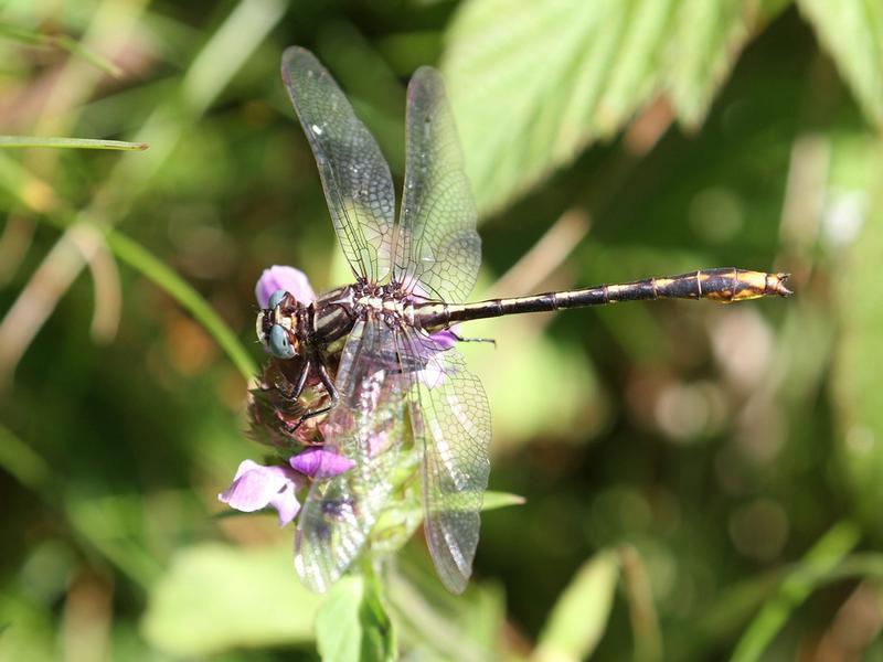Photo of Lancet Clubtail