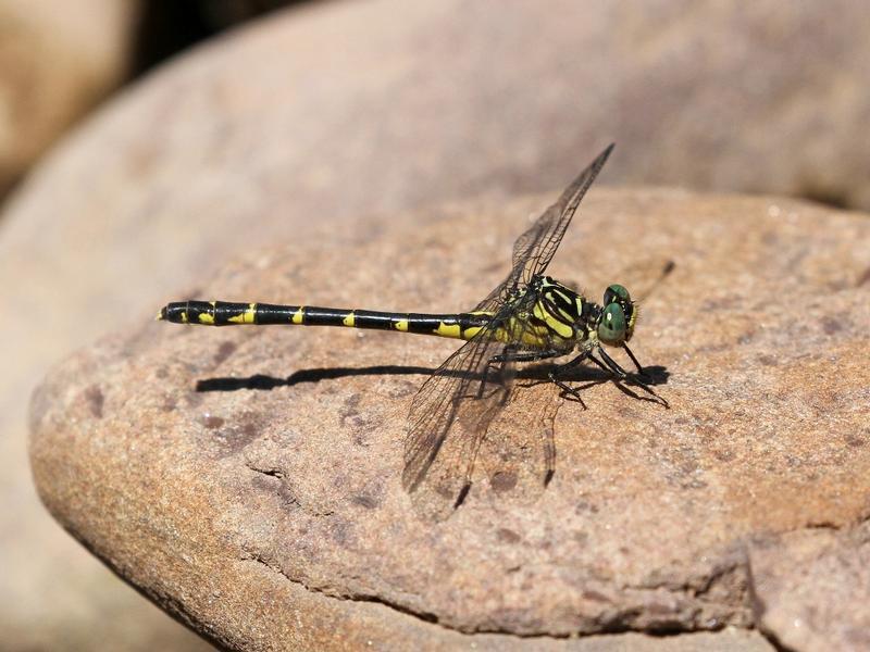 Photo of Eastern Least Clubtail