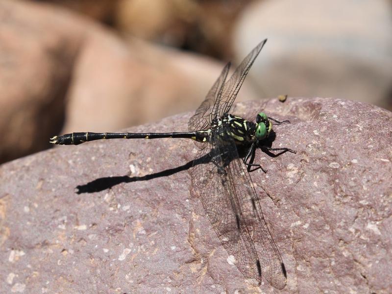 Photo of Eastern Least Clubtail