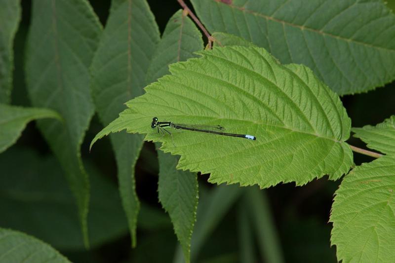 Photo of Eastern Forktail