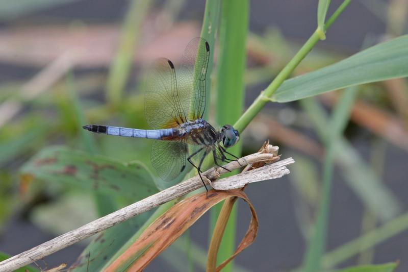 Photo of Blue Dasher