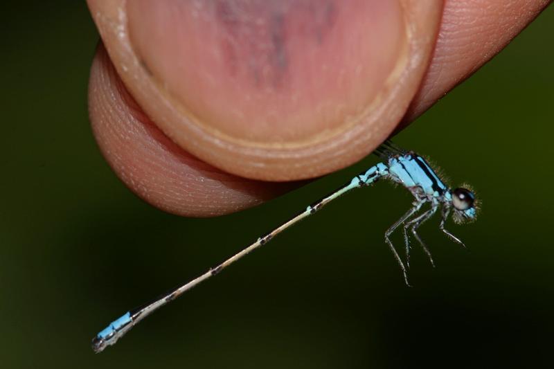 Photo of Skimming Bluet