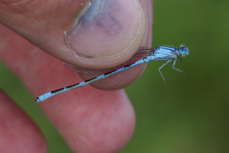 Photo of Tule Bluet