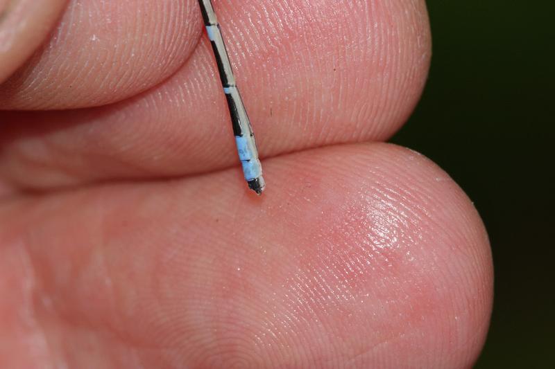 Photo of Tule Bluet