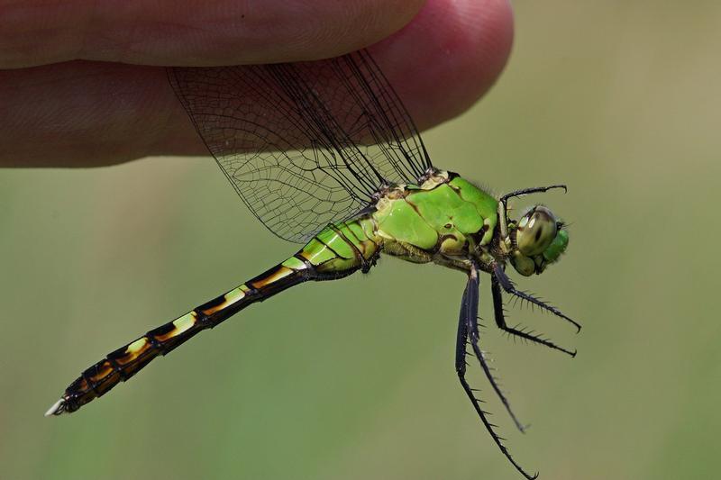 Photo of Eastern Pondhawk