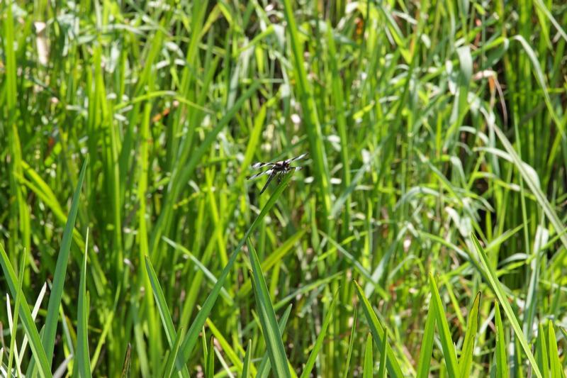 Photo of Twelve-spotted Skimmer
