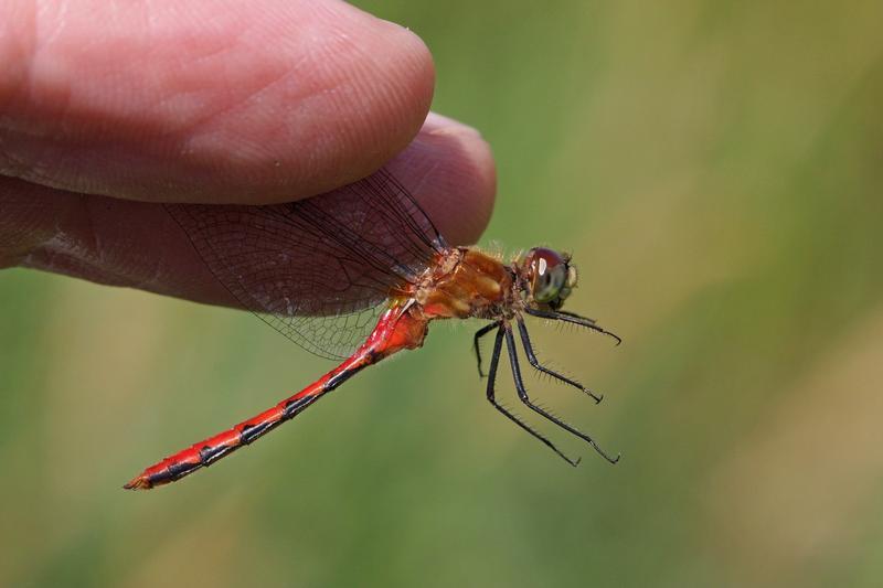 Photo of White-faced Meadowhawk