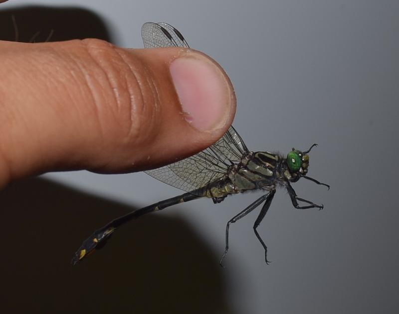 Photo of Cobra Clubtail