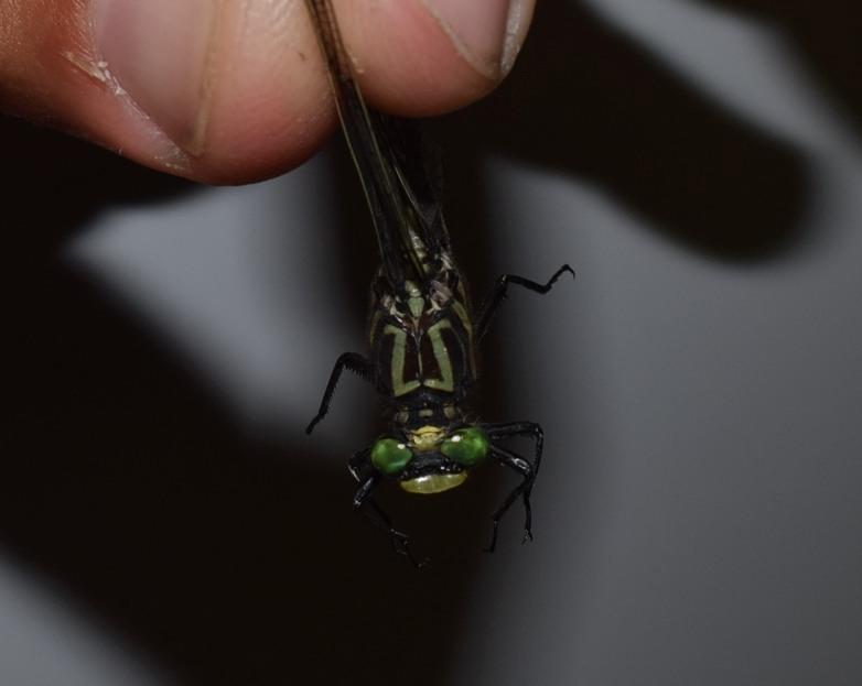 Photo of Cobra Clubtail