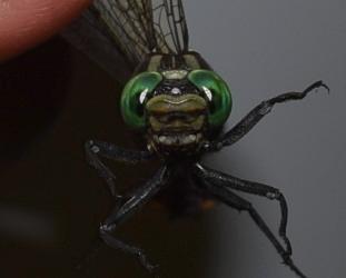 Photo of Cobra Clubtail