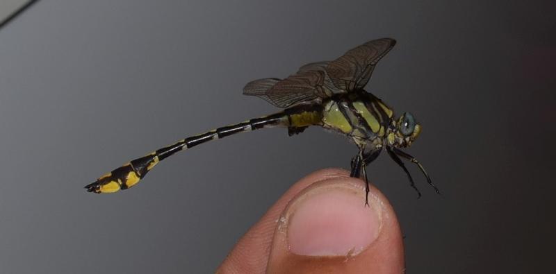 Photo of Plains Clubtail