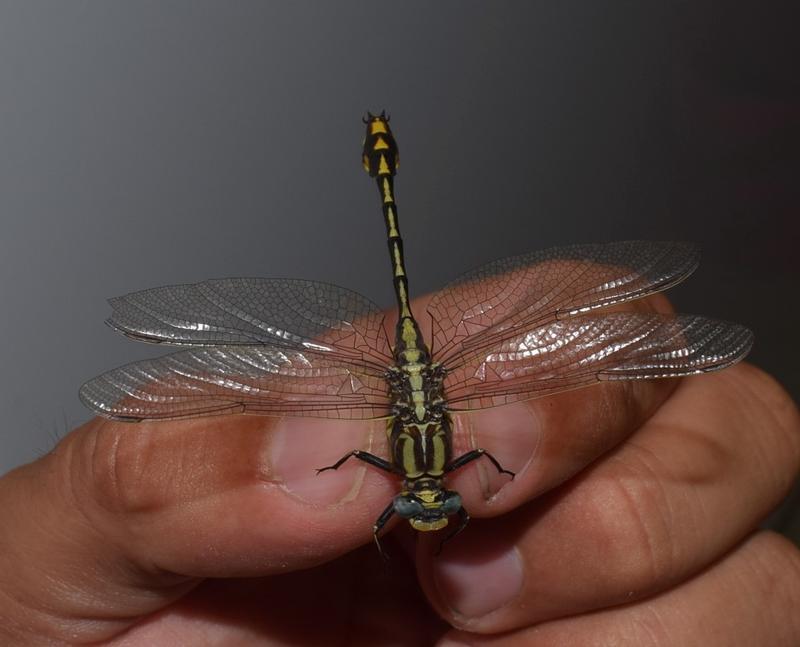 Photo of Plains Clubtail