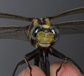 Photo of Plains Clubtail