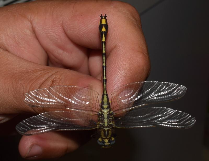 Photo of Plains Clubtail