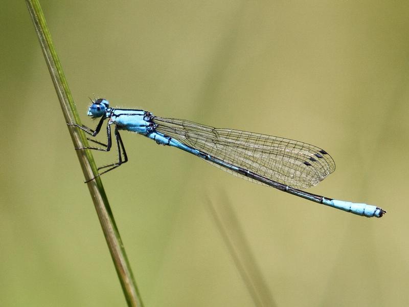 Photo of Azure Bluet