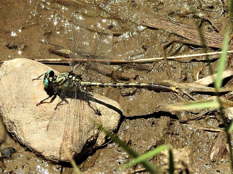 Photo of Unicorn Clubtail