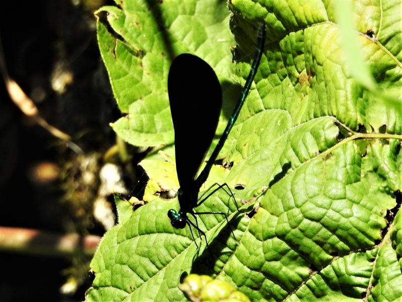 Photo of Ebony Jewelwing