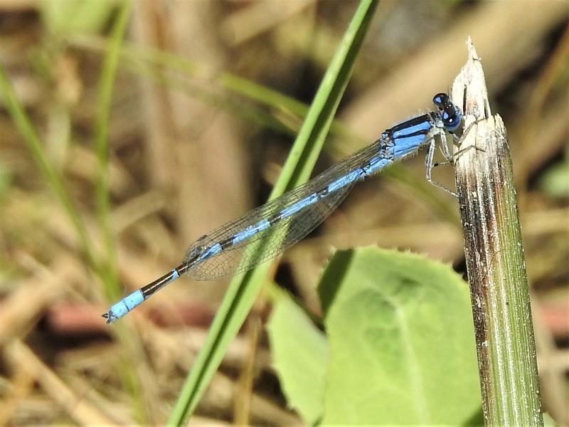 Photo of Familiar Bluet