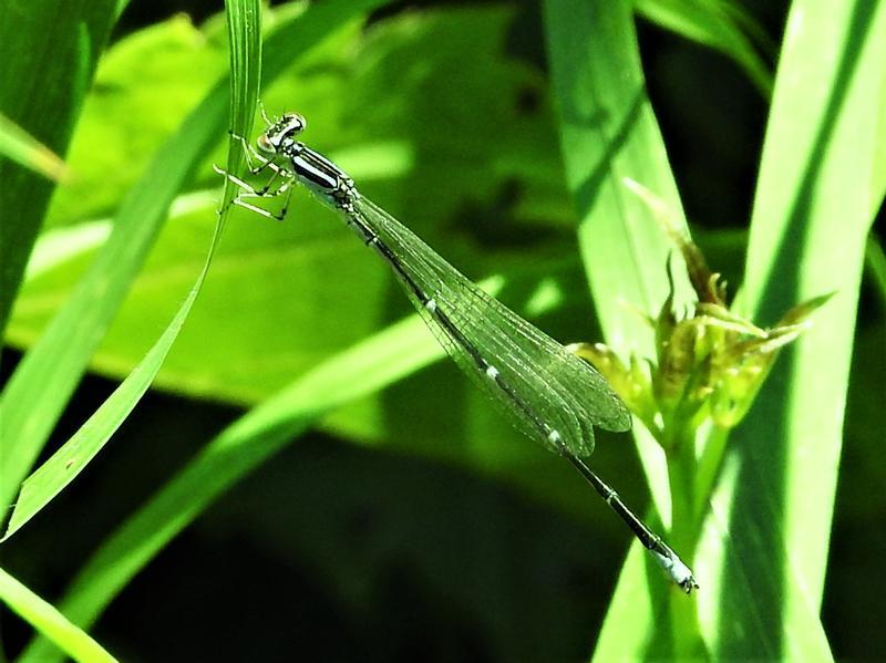 Photo of Stream Bluet