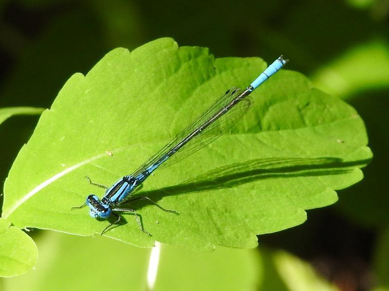 Photo of Azure Bluet