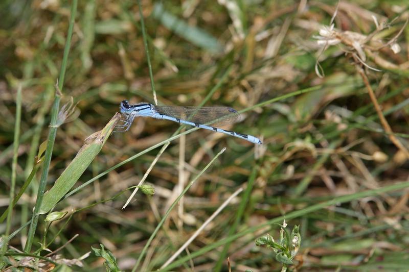 Photo of Familiar Bluet