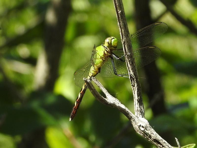Photo of Eastern Pondhawk