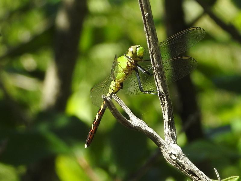 Photo of Eastern Pondhawk