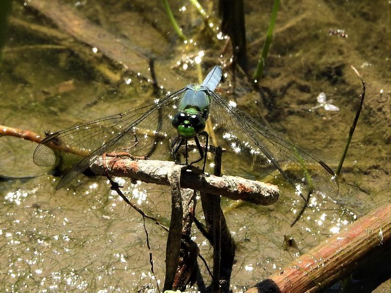 Photo of Eastern Pondhawk