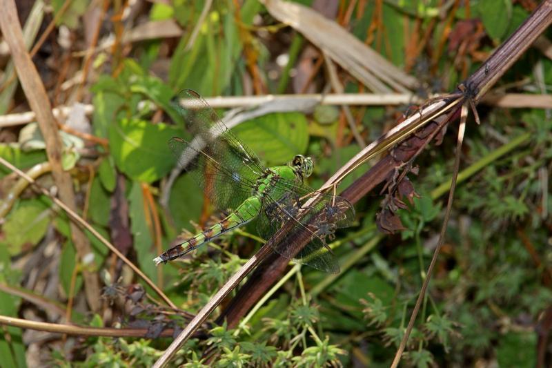 Photo of Eastern Pondhawk