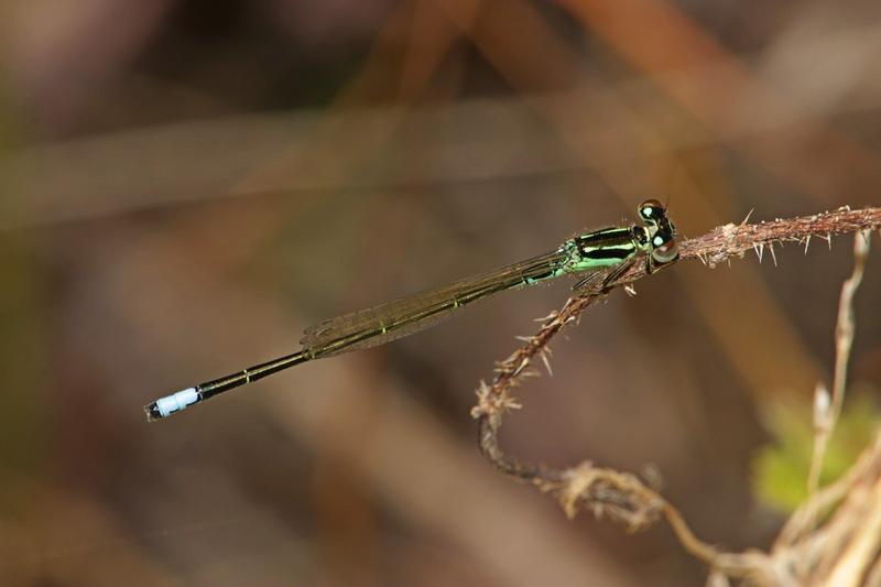 Photo of Eastern Forktail