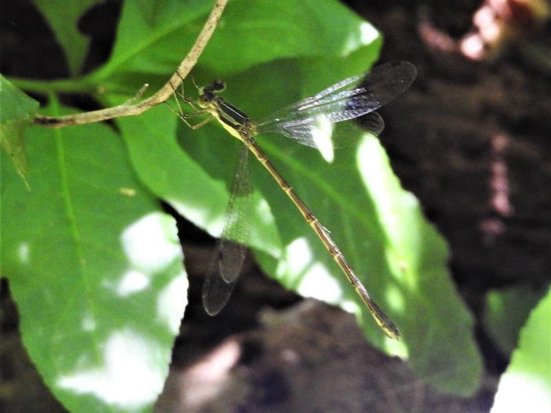 Photo of Slender Spreadwing
