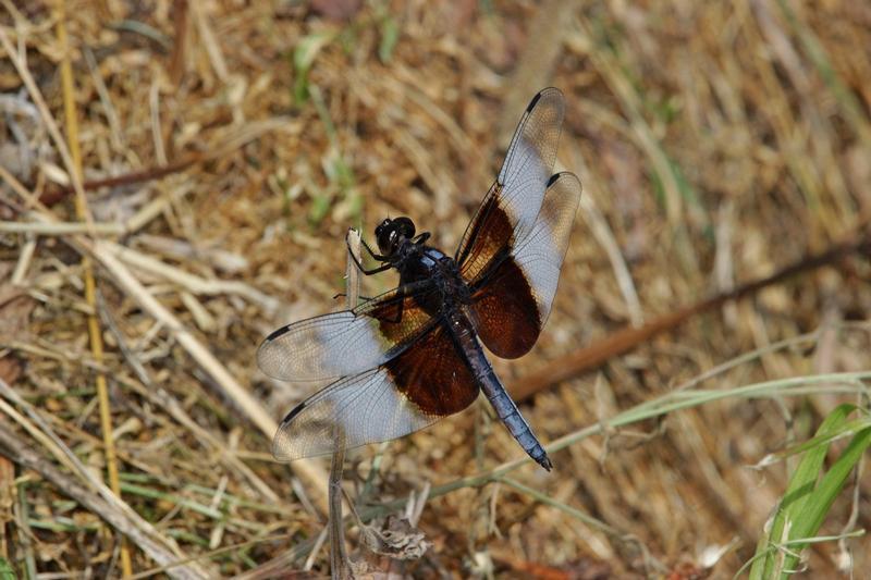 Photo of Widow Skimmer