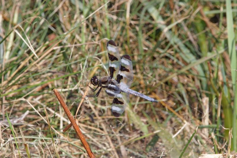 Photo of Twelve-spotted Skimmer