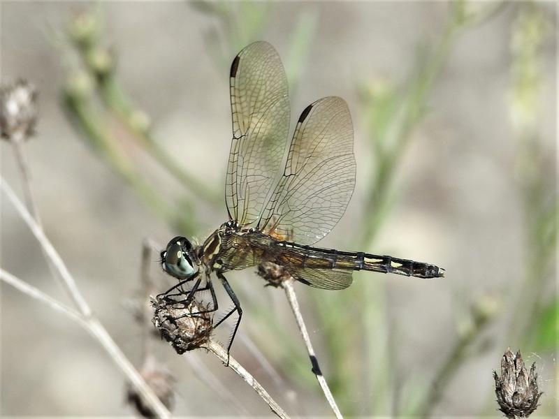 Photo of Blue Dasher