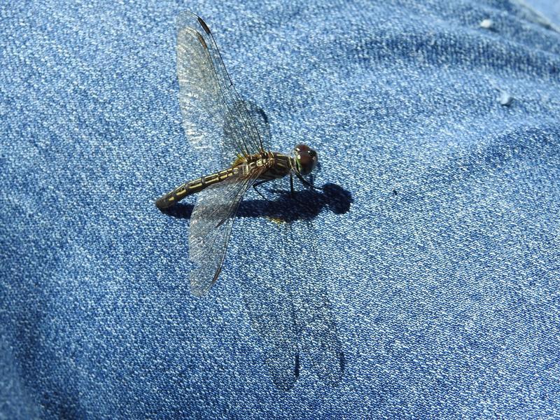 Photo of Blue Dasher