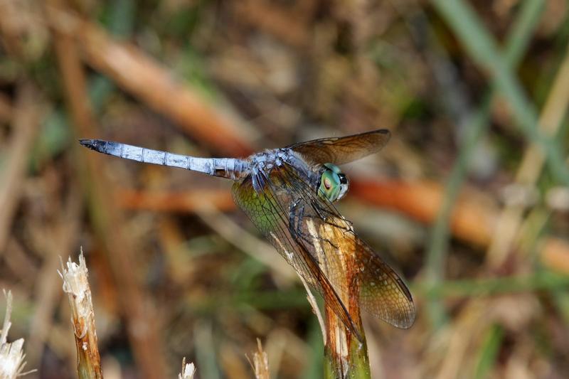 Photo of Blue Dasher