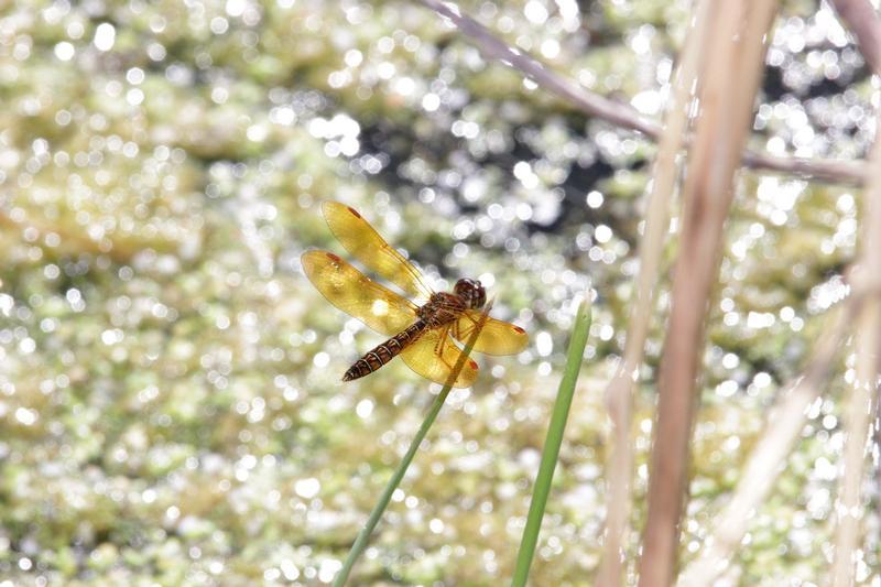 Photo of Eastern Amberwing