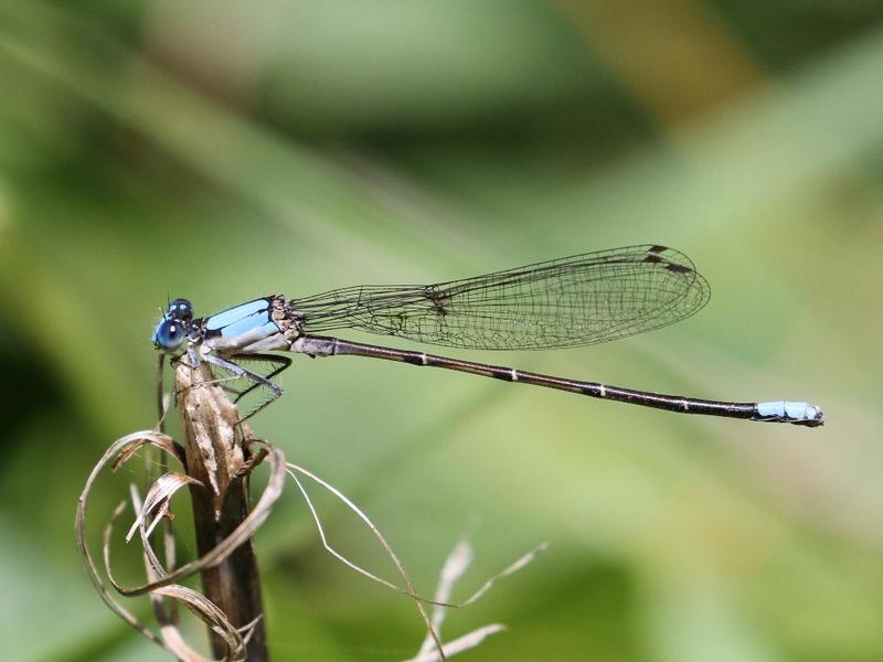 Photo of Blue-fronted Dancer