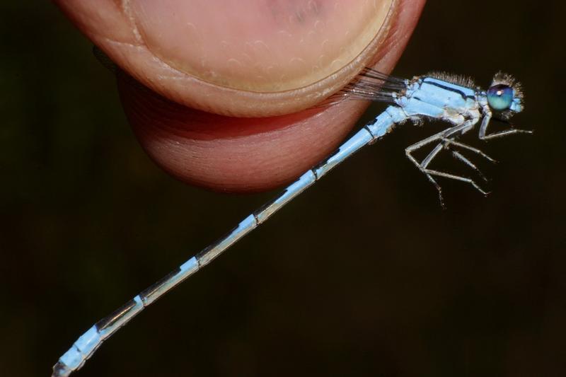 Photo of Tule Bluet