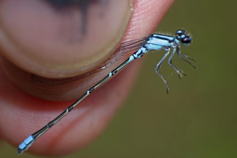 Photo of Skimming Bluet