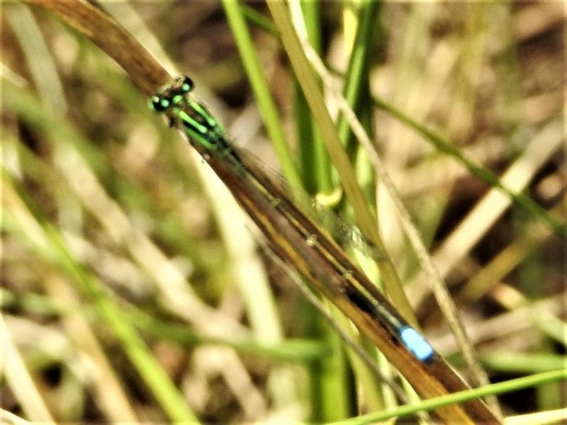 Photo of Eastern Forktail