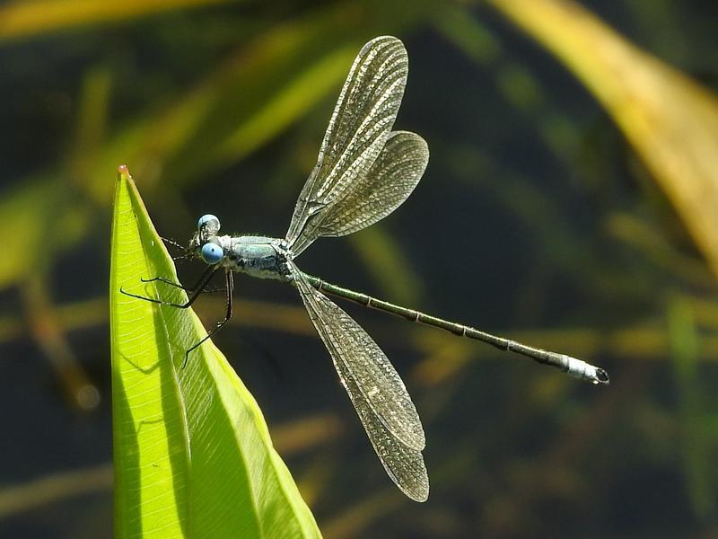 Photo of Amber-winged Spreadwing