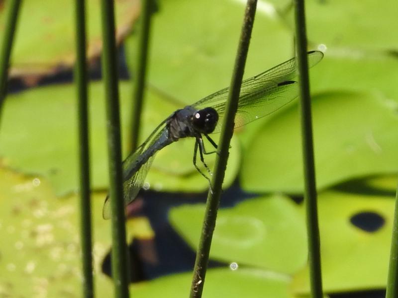 Photo of Slaty Skimmer