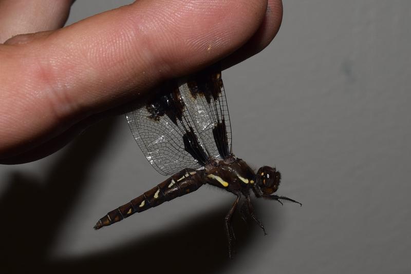 Photo of Common Whitetail