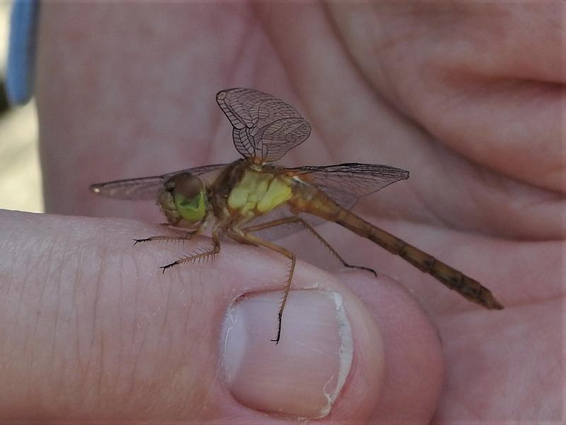 Photo of Autumn Meadowhawk